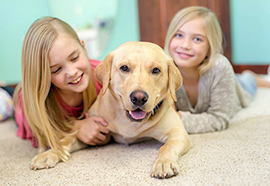 Maintain Clean Carpets With Pets