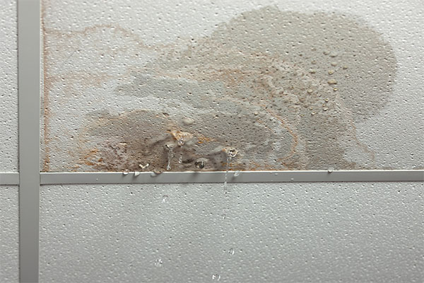 Common Signs Of Hidden Water Damage In Your Home