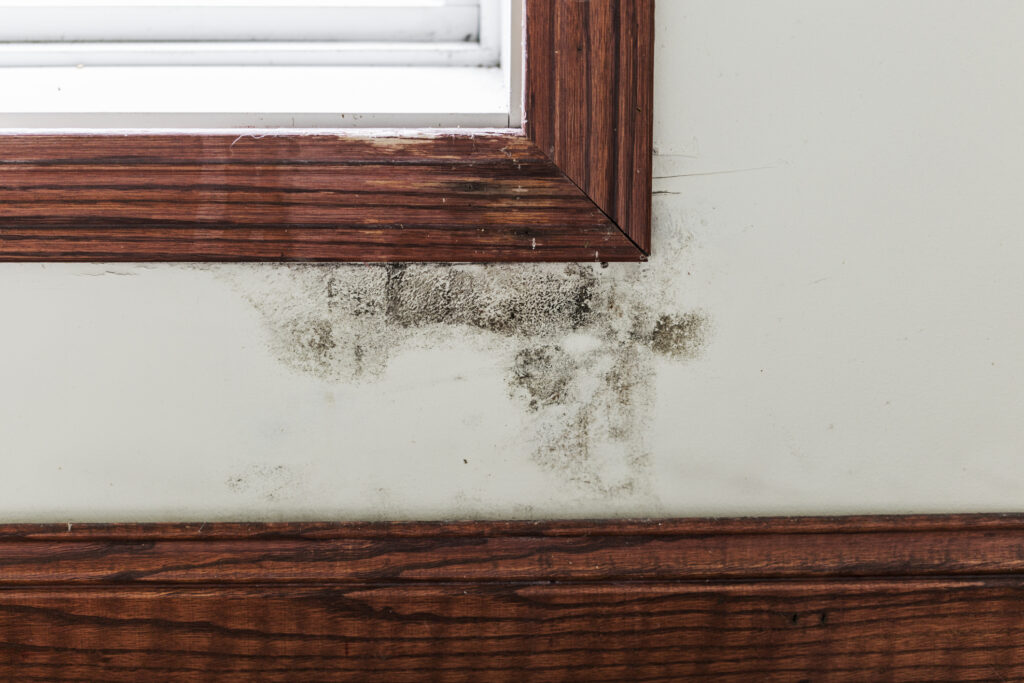 How Stagnant Water Fuels Mold Growth
