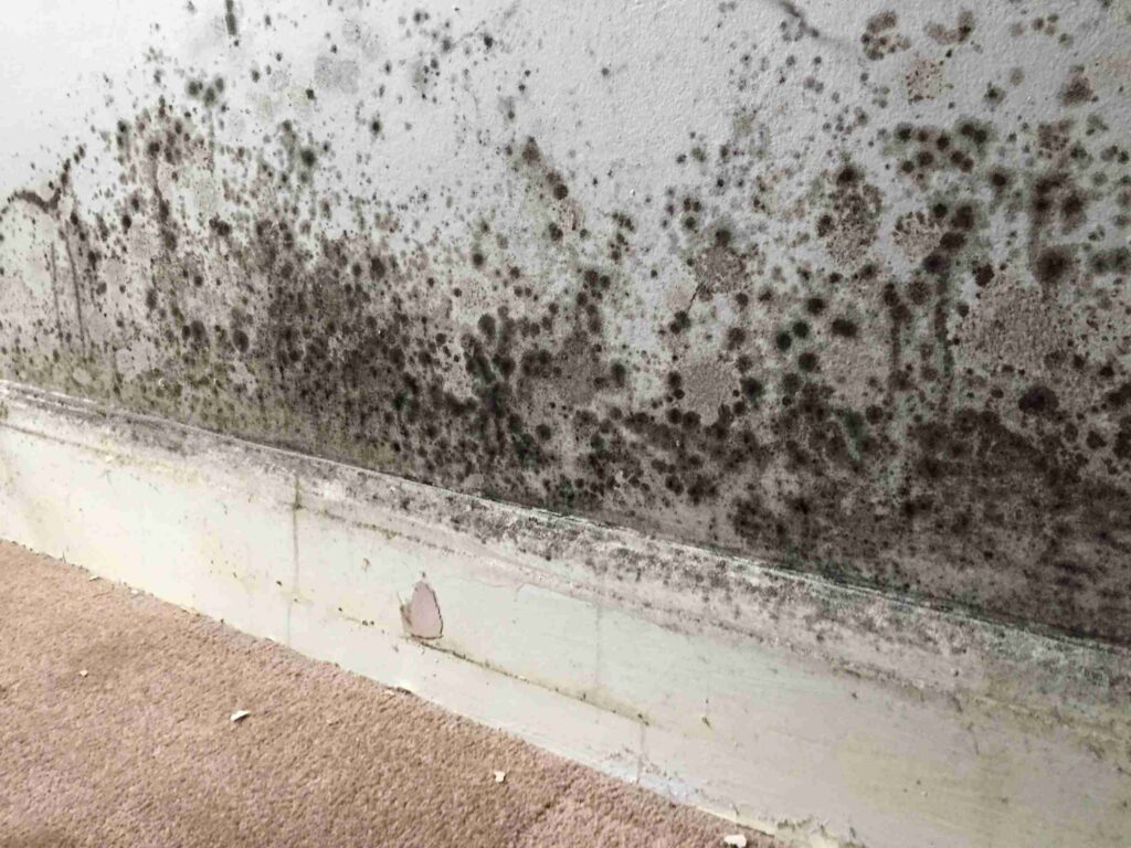 Tips For Keeping Mold At Bay