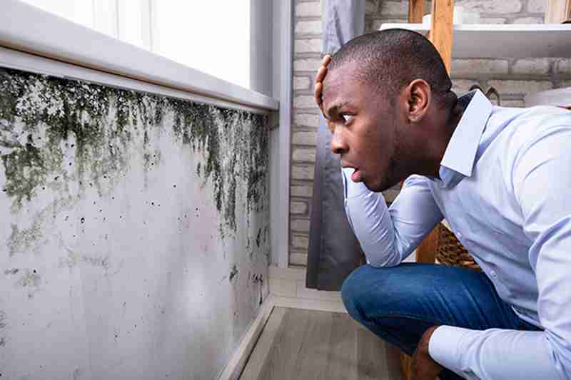 Why Professional Mold Damage Removal Is Important