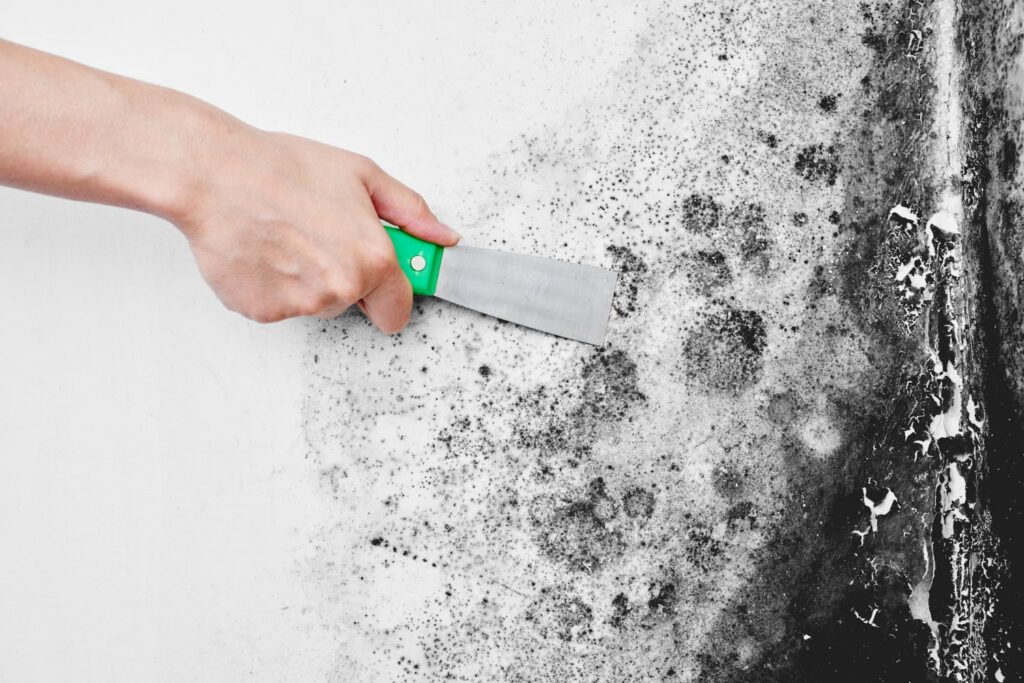 Mold Keeps Coming Back? Here’s Why You Need a Pro